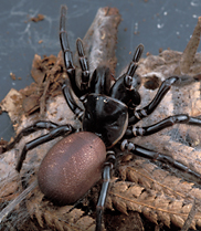 Funnelweb Spider