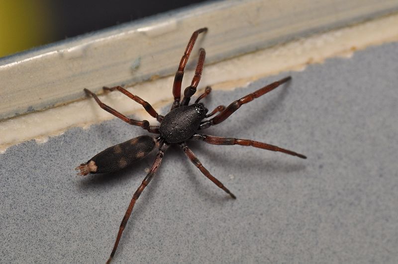 Whitetail Spider