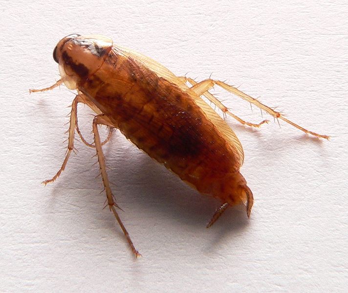 cockroach picture