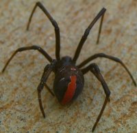 Redback Spider