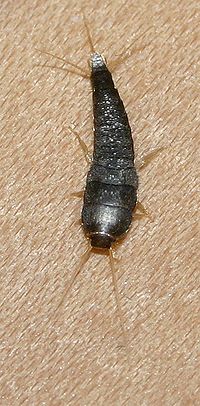 Silverfish+larvae+pictures