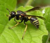 wasp Picture