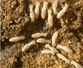 termites1.jpg